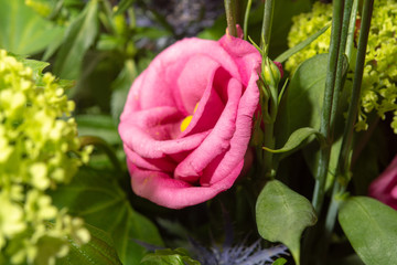 Floral background with colofrul fresh flowers in bouquet, macro photo close up