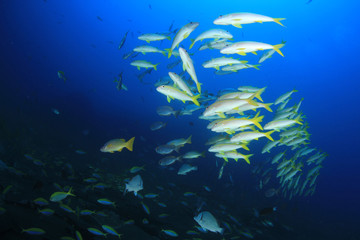 Fototapeta na wymiar Coral reef and fish in Similan Islands, Thailand 