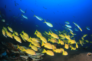 Naklejka na ściany i meble Coral reef and fish in Similan Islands, Thailand 