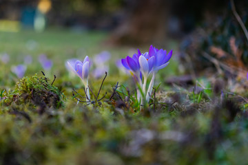 Purple crocus on a meadow