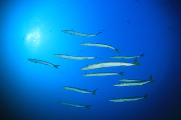 Barracuda fish 