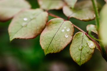Tropfen auf Blätter nach Regen im Sommer, Nahaufnahme