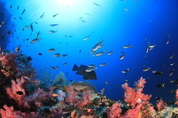 Plakat Coral reef and fish in Similan Islands, Thailand 