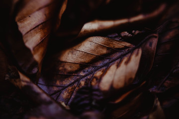 Braune Laubbl&auml;tter als Nahaufnahme, braunes Hintergrundbild