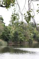 Nature background. Water in the pond. Green branches. Copy space. Place for text