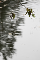 Nature background. Water in the pond. Green branches. Copy space. Place for text