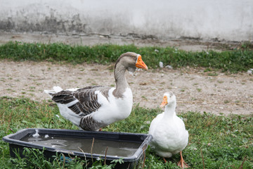 Two gooses in the country. 