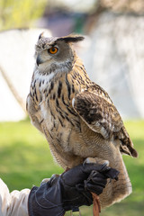 eagle owl sitting on patron arm in leather glove