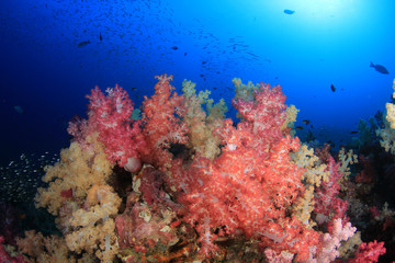 Plakat Coral reef and fish in Similan Islands, Thailand 