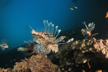 Naklejka na ściany i meble Lionfish fish on coral reef 