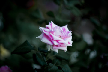 pink flower