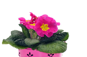 Primel Primula Schlüsselblume freigestellt auf weißem Hintergrund