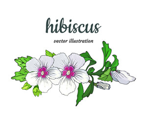 Spring floral composition from white-pink hemp hibiscus flowers, buds and green leaves isolated on white background. Tropical bouquet. Botanical design element. Vector illustration