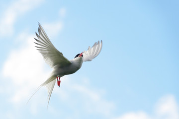 Arctic tern (Sterna paradisaea) in flight, Farne Islands, Northumberland, England, UK.
