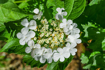 Bush medicinal plant viburnum with flowers and green leaves, spring landscape