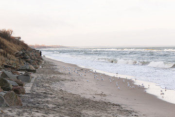 Flying seagulls, beautiful sea