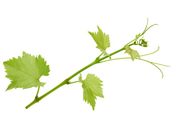 Grape leaf isolated on white