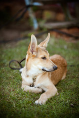 dog lying on grass and looking at camera