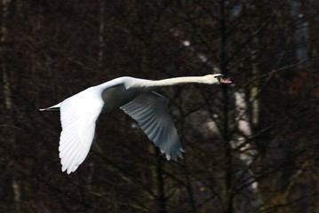 schwan