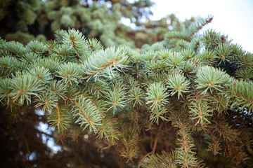branch of a pine tree