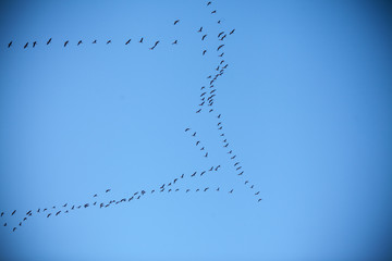 bird flying to south