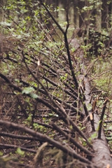 old tree in the forest