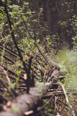 old tree in the forest