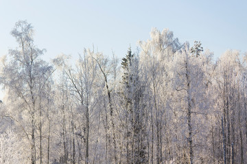 White trees in the snow. Blue sky. Copy space