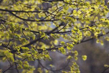 leaves in spring