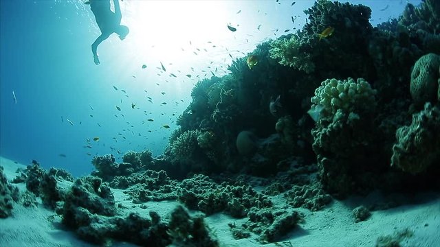 Free diver glides and hangs in the depth and on the background surrounded by tiny fishes swimming on the coral reef. Egypt