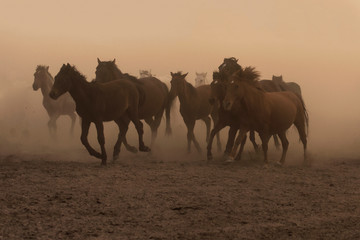 Fototapeta na wymiar Wild horses are running for freedom.