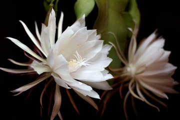 Cactus Queen of the night