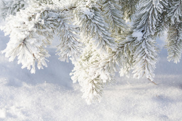 Christmas background. Copy space. Place for tesxt and design. Snowy tree. White branches