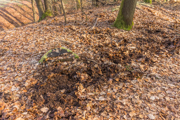Wildschaden von Wildschweinen aufgewühlter Waldboden - Damage caused by wild boar Forest floor churned up by wild boars