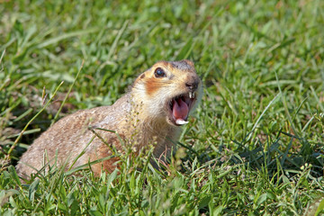 Naklejka na ściany i meble gopher climbed out of the hole on the lawn, fluffy cute gopher sitting on a green meadow on a Sunny day, gopher screams in the meadow, closeup