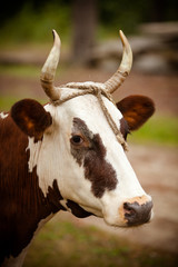portrait of a cow
