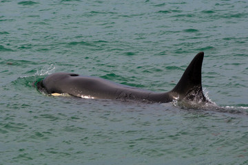 Orcas hunting sea lions, Patagonia , Argentina