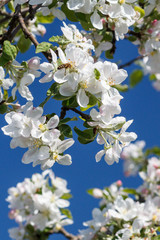 Branches of apple tree in the period of spring flowering.
