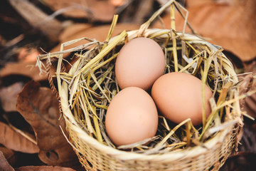 Chicken eggs in basket nest with dry autumn leaves background