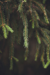 branch of a pine tree