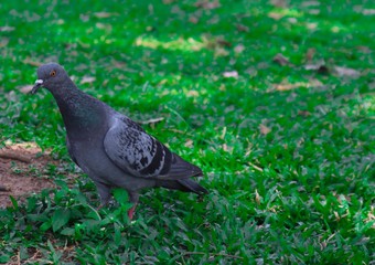 pigeon on grass