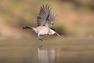 Magnifica natura, una cincia bigia in volo sul fiume (Poecile palustris)
