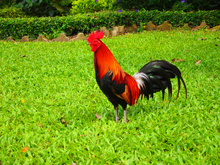 cock on the grass