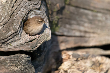 Scricciolo nel proprio nido (Troglodytes troglodytes)
