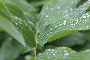 water drops on green leaf