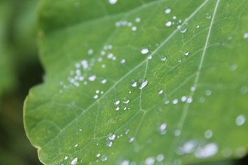 dew on a leaf