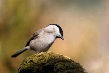 Obraz premium Ritratto di una cincia bigia all'alba (Poecile palustris)