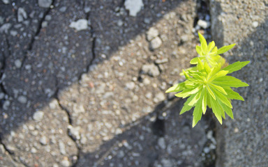 アスファルト　草　素材