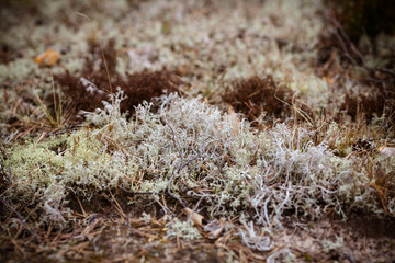 moss in the forest summer