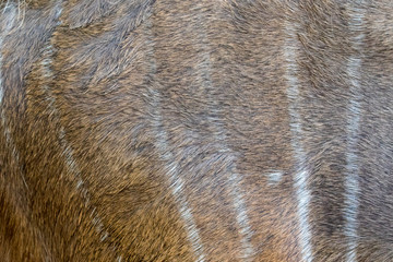 Image of antelope skin. Animals background